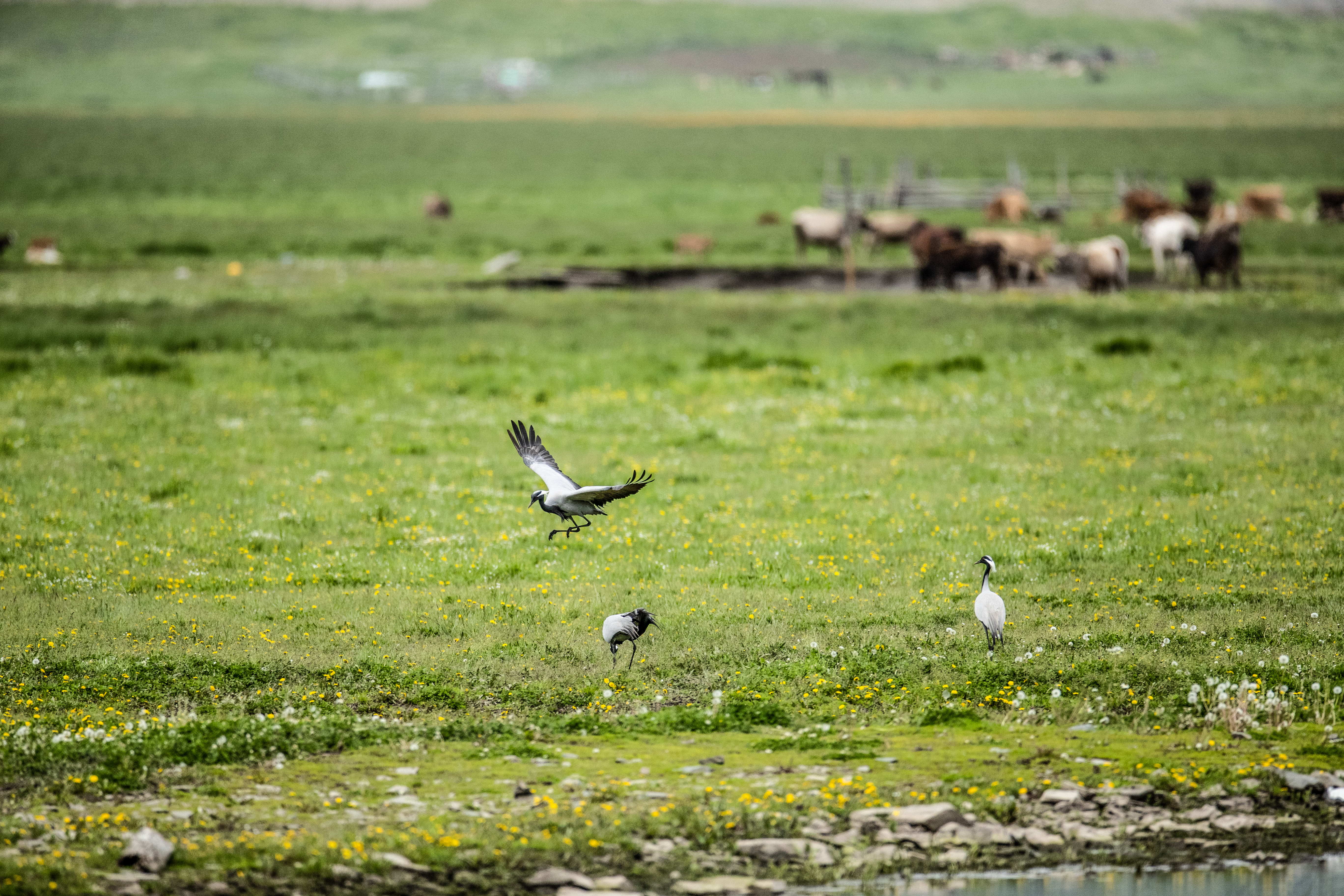Image_1718799873831