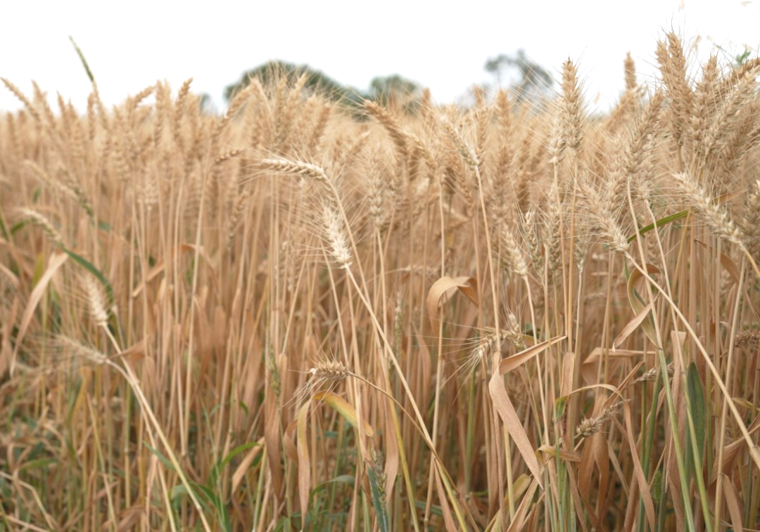 mmexport1752721694045