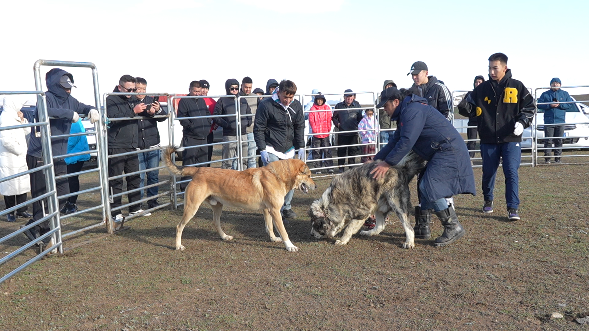牧羊犬技能大赛上牧羊犬展现敏捷的身手天，展开力量与反应的较量。2